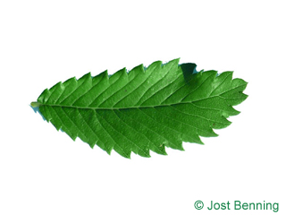 The ovoid leaf of Thorn-Elm