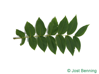 The compound leaf of Black Walnut