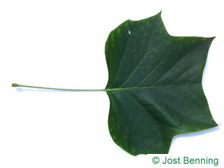 The lobed leaf of tulip tree