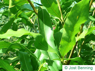 The lanceolate leaf of Macadamia Nut