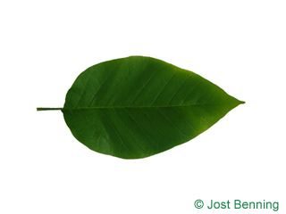 The ovoid leaf of Cucumber Tree