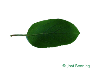 The ovoid leaf of European Crab Apple