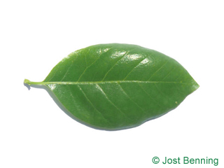 The ovoid leaf of Black Tupelo