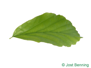 The ovoid leaf of Persian Ironwood