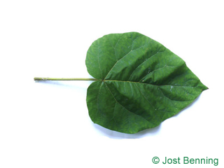 The heart-shaped leaf of Foxglove Tree