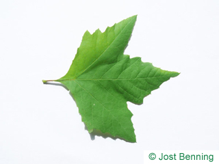 The lobed leaf of Oriental Plane Tree