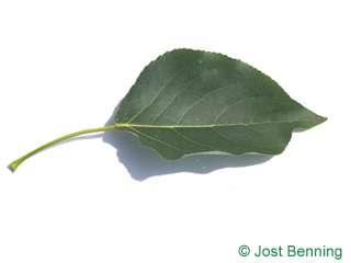 The ovoid leaf of Balsam Poplar