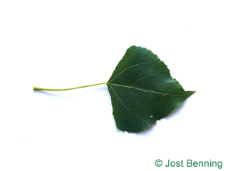 The triangular leaf of Lombardy Poplar