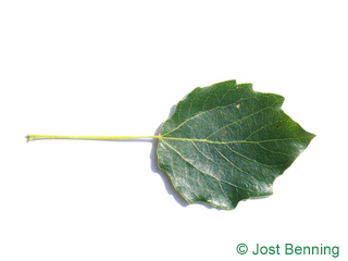 The ovoid leaf of grey poplar