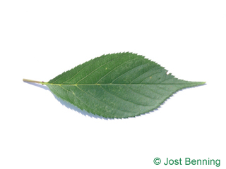 The ovoid leaf of Wild Cherry