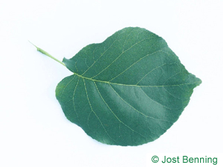 The ovoid leaf of Bird Cherry