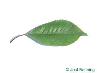 The ovoid leaf of Fire Cherry