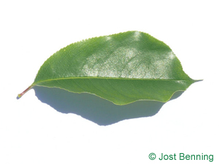 The ovoid leaf of Black Cherry