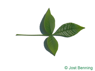 The compound leaf of Hoptree