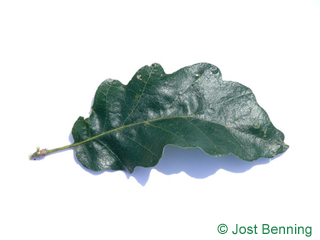 The sinuate leaf of Turkish Oak