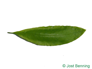 The lanceolate leaf of Shingle Oak