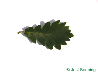 The sinuate leaf of Sessile Oak