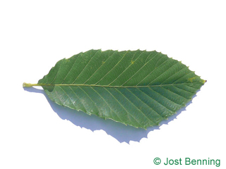 The ovoid leaf of Pontine Oak
