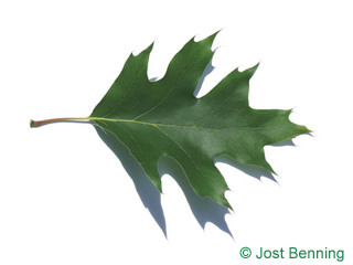 The sinuate leaf of Northern Red Oak