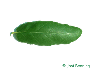 The lanceolate leaf of Cork Oak