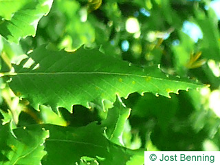 The ovoid leaf of Macedonian Oak