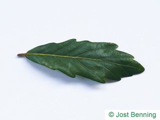 The sinuate leaf of Turner's Oak