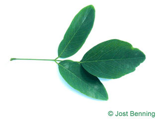 The compound leaf of Street Black Locust