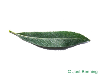 The lanceolate leaf of White Willow