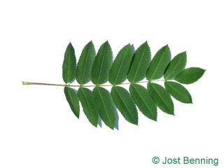 The compound leaf of American Mountain Ash