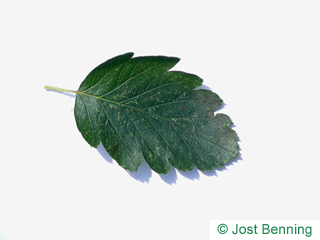 The ovoid leaf of Swedish Whitebeam