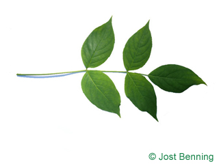 The compound leaf of American Bladdernut