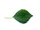 birch leaf