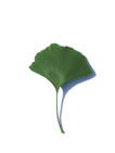 fan shapes leaf here Ginkgo