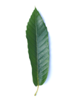 lanceolate leaf here spanish chestnut