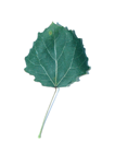roundeds leaf here quaking aspen