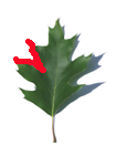 sinuate leaf here northern red oak