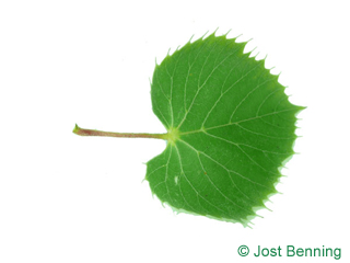 The heart-shaped leaf of Henry's Lime