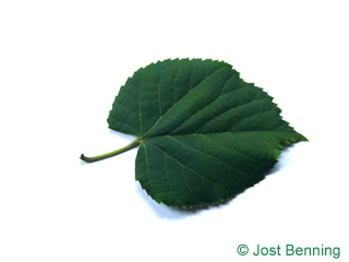 The heart-shaped leaf of Silver Lime