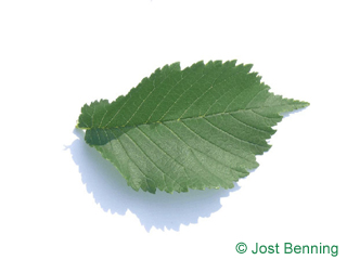The ovoid leaf of Wych Elm