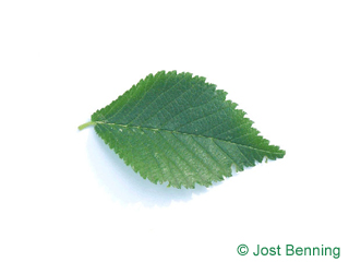 The ovoid leaf of Dutch Elm