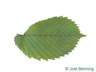 The ovoid leaf of European White Elm
