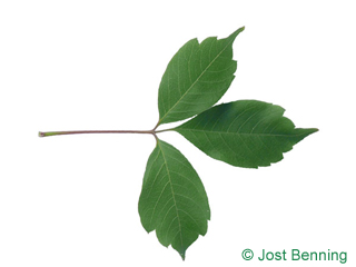 The compound leaf of Vine-leafed Maple
