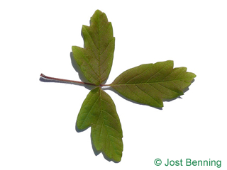 The compound leaf of Paperbark Maple