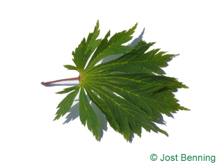 The lobed leaf of Cut-Leaved Japanese Maple