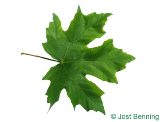 The lobed leaf of Big Leaf maple