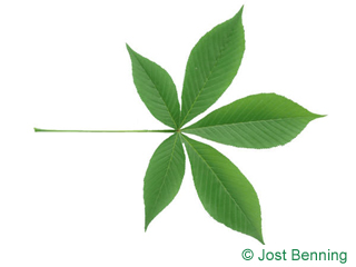 The compound leaf of Ohio Buckeye