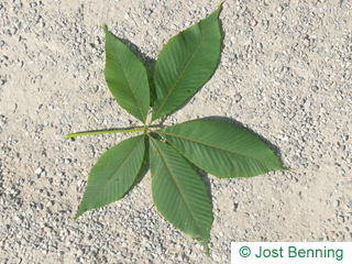 The compound leaf of Yellow Horsechestnut