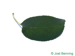 The ovoid leaf of Italian Alder