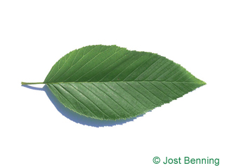 The ovoid leaf of Alnus firma