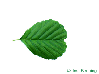 The rounded leaf of European Alder
